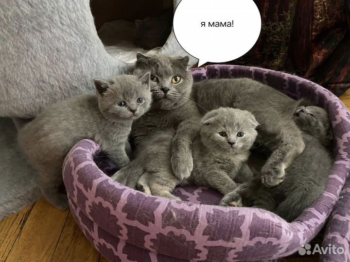 Шатланские вислоухие котята