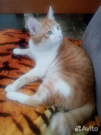 Потерялся кот