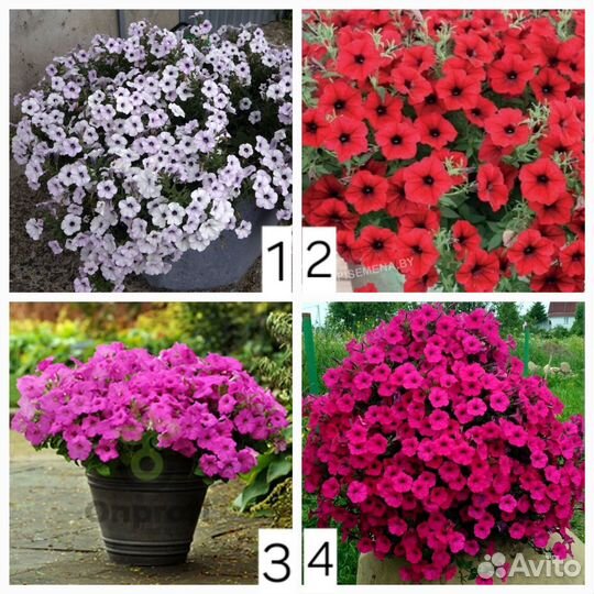 Укоренённые черенки петунии