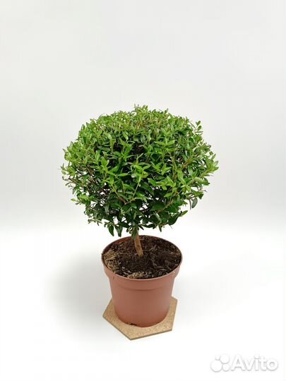 Мирт на штамбе