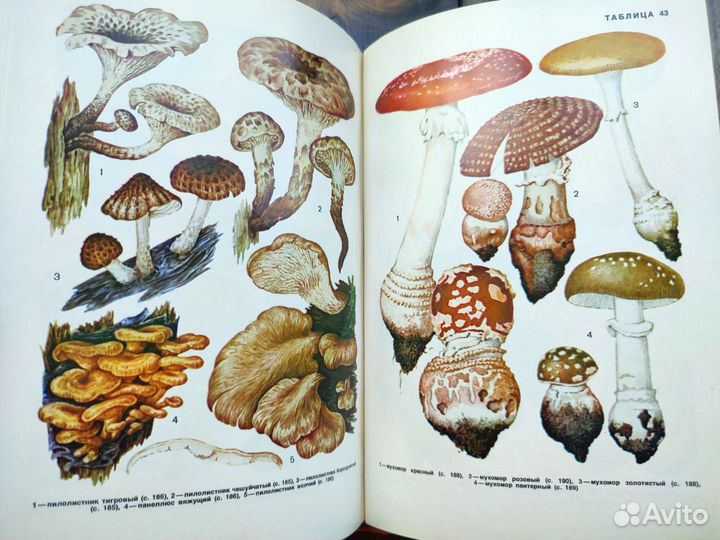 Ботаническая книга грибы СССР