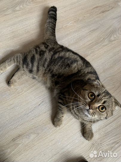 Вязка с шотландским котом