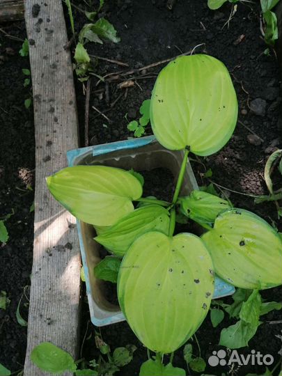 Хоста 4 вида