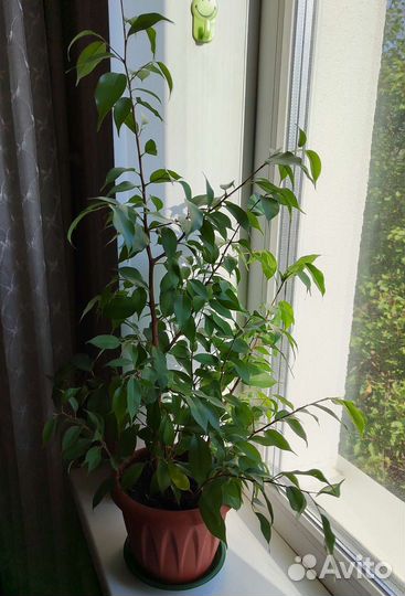 Фикусы Бенджамина