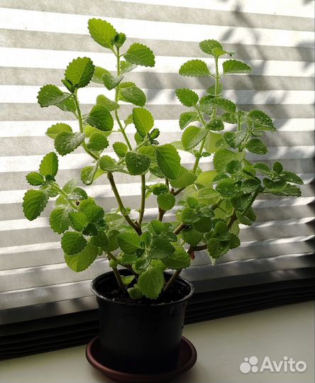 Мята комнатная