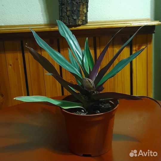 Традесканция рео