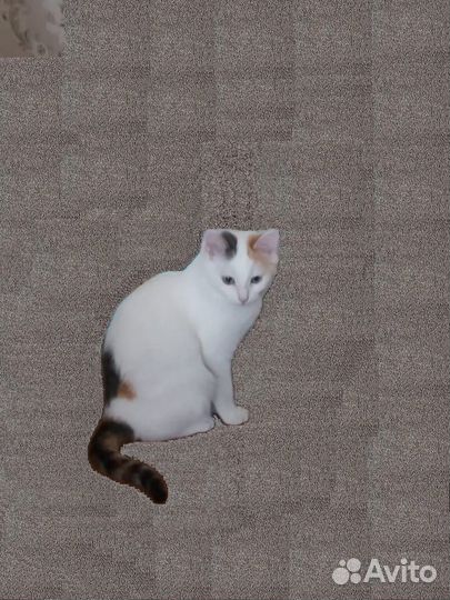 Кошечка в добрые руки