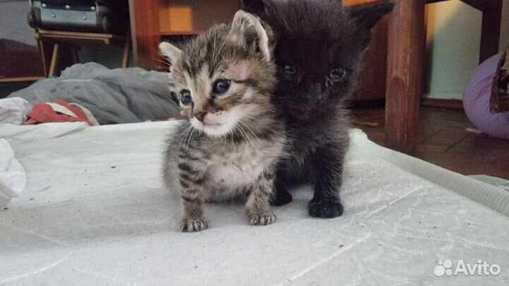 Котенок в добрые руки