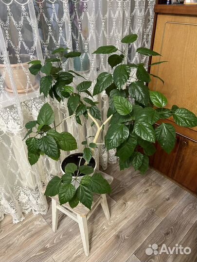 Китайская роза