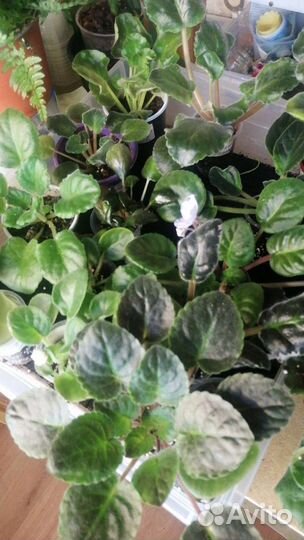 Детки фиалок