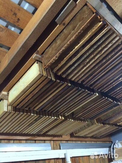 Вощина 1кг натуральная Дадан, Трутневая, Рута