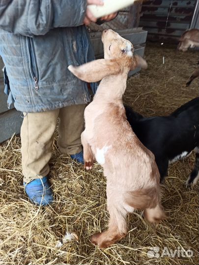 Козлики Нубийские