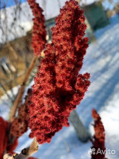 Саженцы сумах