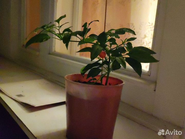 Монстера вариегатная