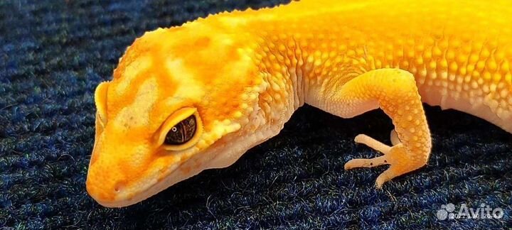 Леопардовые гекконы, Эублефары