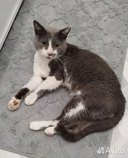 Кот в добрые руки