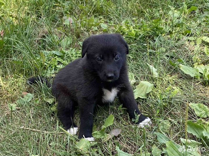 Щенок мальчик в добрый дом