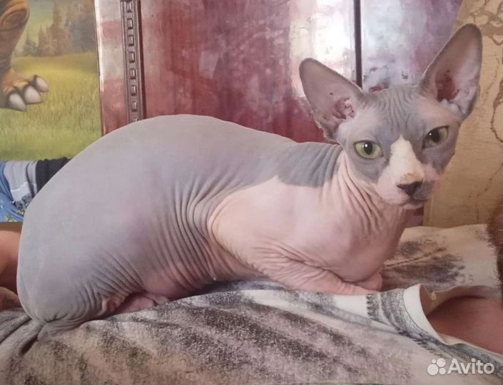 Канадский сфинкс котенок