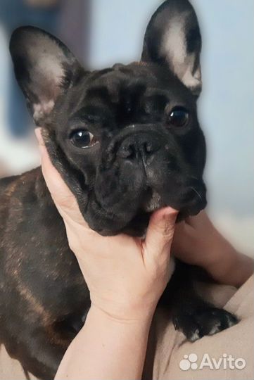 Французский бульдог девочка