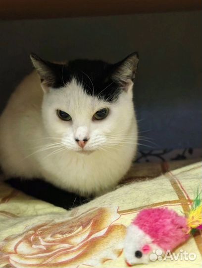 Кошечка с изюминкой