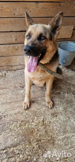 Прекрасный пес Малыш пока без дома