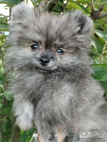 Щенок породы шпиц