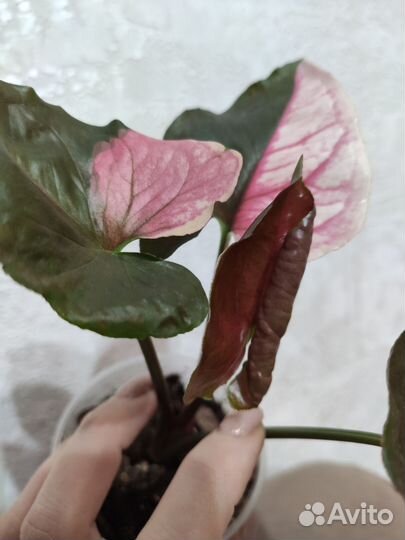 Сингониум клубничный лед