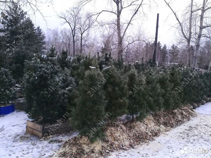 Сибирский кедр экстра класс. Саженцы