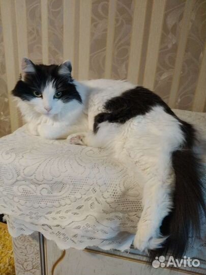 Кошка бесплатно