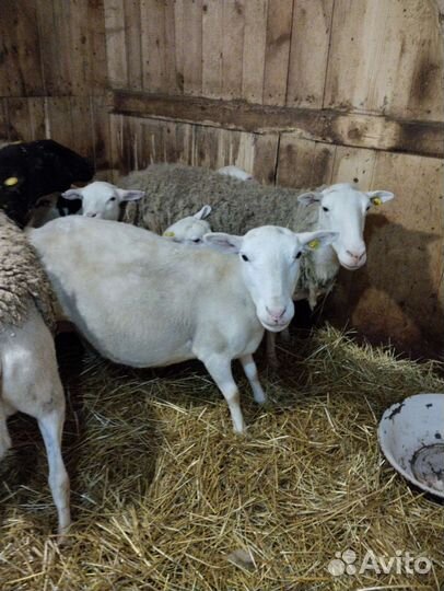 Ягнята дорпер девочки