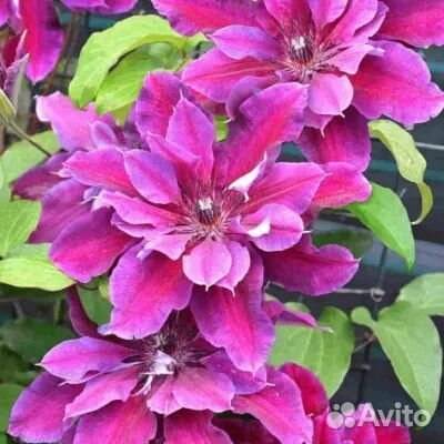 Саженцы клематиса My Beauty