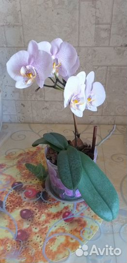 Орхидея фаленопсис с горшком. Розовый в крапинку