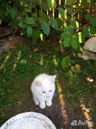 Котята в добрые руки бесплатно