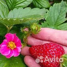 Ампельная клубника Торпан