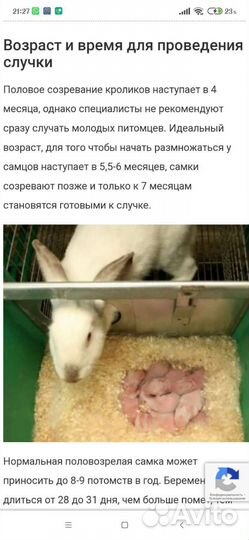 Кролики