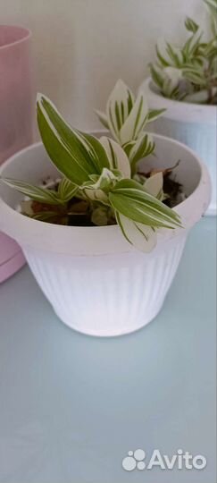 Традесканция