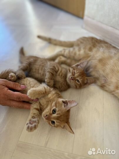 Два рыжика в добрые руки