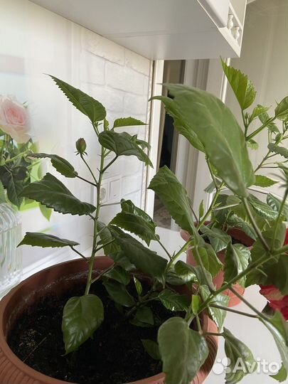 Гибискус китайская роза