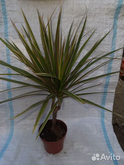 4 вида драцен