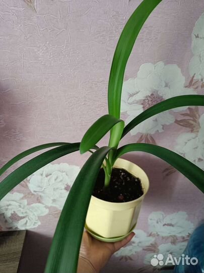 Кливия, комнатные растения