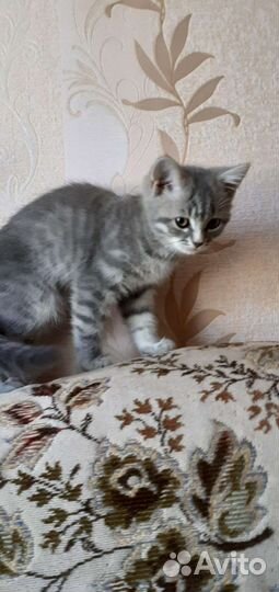 Кошка в дар бесплатно