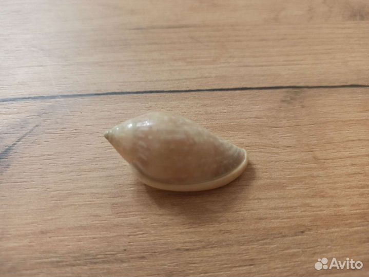 Морская раковина