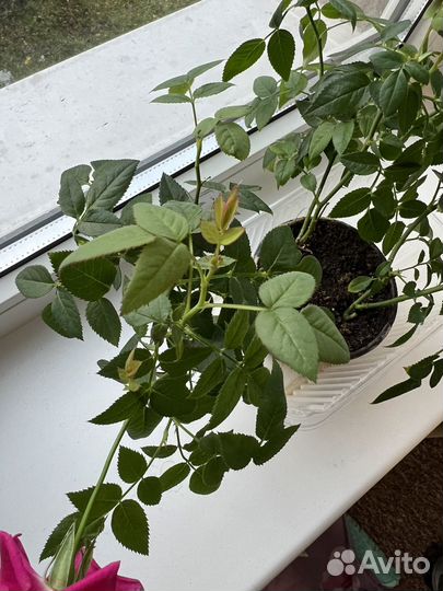 Роза кордана + горшок для пересадки