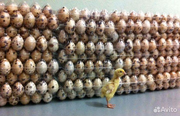 Яйцо инкубационное Перепел Техасский бройлер