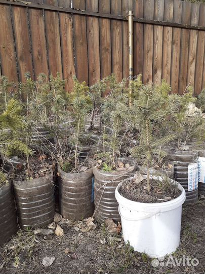 Ель колючая