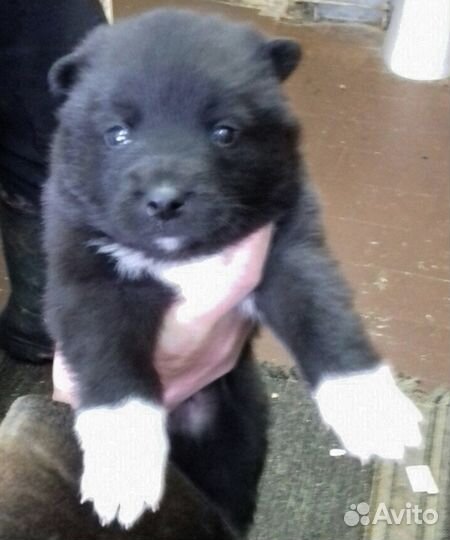 Малыши в дар