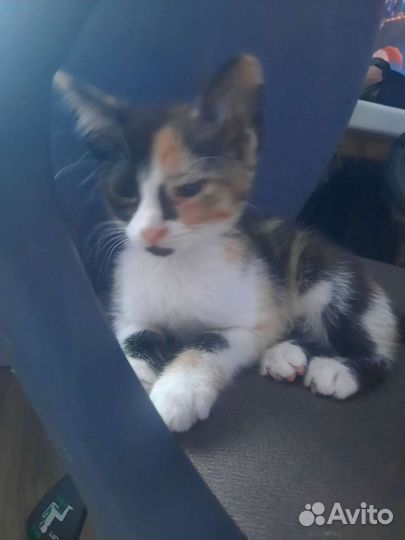 Кошки в добрые руки бесплатно