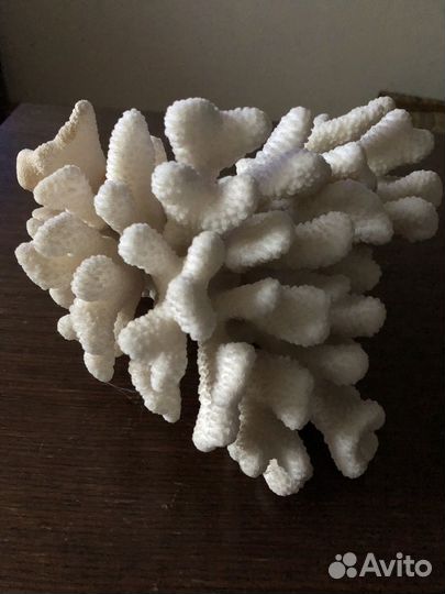Коралл натуральный