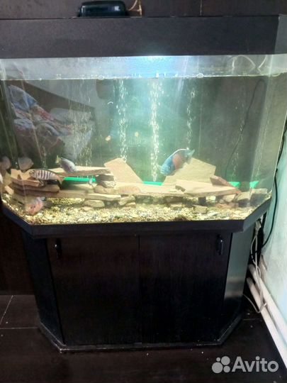 Аквариум