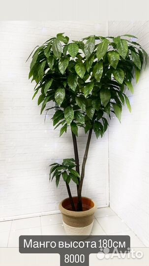 Манго дерево
